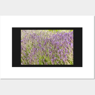 Lavender field in the spring Posters and Art